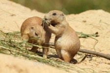 Prairie dog eating 이미지 (119593160) - 게티이미지뱅크 Prairie dog eating