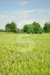wheat field 이미지 (137234788) - 게티이미지뱅크 wheat field