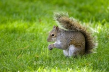 Squirrel in Centarl Park 이미지 (100865404) - 게티이미지뱅크 Squirrel in Centarl Park