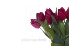 Red Tulips 이미지 (147301202) - 게티이미지뱅크 Red Tulips