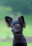 black chihuahua dog 이미지 (101477728) - 게티이미지뱅크 black chihuahua dog