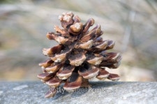 pine cone 이미지 (98032308) - 게티이미지뱅크 pine cone