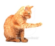 Cat 이미지 (100920925) - 게티이미지뱅크 Cat