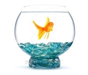 Gold fish in aquarium 이미지 (147087802) - 게티이미지뱅크 Gold fish in aquarium