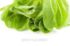 cos lettuce leaves 이미지 (106514556) - 게티이미지뱅크 cos lettuce leaves