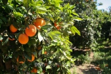 Orange tree 이미지 (146922729) - 게티이미지뱅크 Orange tree
