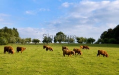 Herd of scottish highland cattle 이미지 (182772746) - 게티이미지뱅크 Herd of scottish highland cattle