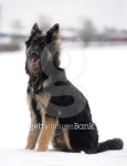 german shepherd in snow 이미지 (153702558) - 게티이미지뱅크 german shepherd in snow