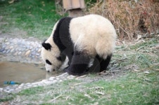 drink panda 이미지 (97744829) - 게티이미지뱅크 drink panda