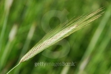 Weizen 이미지 (176833298) - 게티이미지뱅크 Weizen