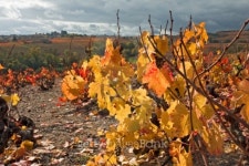 Autumn vineyards in Beaujolais France 이미지 (104218493) - 게티이미지뱅크 Autumn vineyards in Beaujolais France