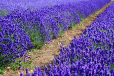 Lavander fields 이미지 (146887403) - 게티이미지뱅크 Lavander fields