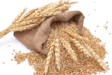 The scattered bag with wheat of a grain 이미지 (152125384) - 게티이미지뱅크 The scattered bag with wheat of a grain
