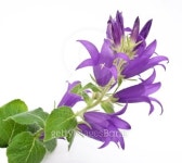 블루캠이엔티(Blue Cam Ent) | Blue campanula 이미지 (104870632) - 게티이미지뱅크 Blue campanula