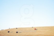 Open Sky Tilt Shifted Field Cows 이미지 (133896219) - 게티이미지뱅크 Open Sky Tilt Shifted Field Cows