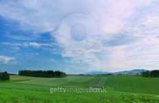 Undulating farm 이미지 (105770571) - 게티이미지뱅크 Undulating farm
