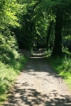 Summer Woodland Path 이미지 (133868556) - 게티이미지뱅크 Summer Woodland Path