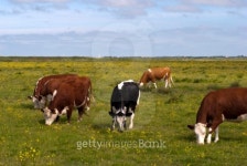 Cows outdoors 이미지 (104673116) - 게티이미지뱅크 Cows outdoors