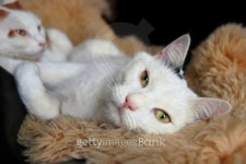 Lazy Cats 이미지 (96264949) - 게티이미지뱅크 Lazy Cats