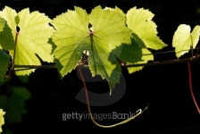 Wine in the sun 이미지 (119245923) - 게티이미지뱅크 Wine in the sun