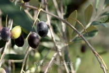 Branch with Olives 이미지 (119617090) - 게티이미지뱅크 Branch with Olives