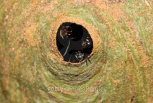 Waspy house 이미지 (101477366) - 게티이미지뱅크 Waspy house