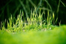 New Spring Grass 이미지 (182504483) - 게티이미지뱅크 New Spring Grass