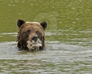 Grizzly With Bone 이미지 (96270463) - 게티이미지뱅크 Grizzly With Bone