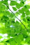 Green leaves 이미지 (104870475) - 게티이미지뱅크 Green leaves