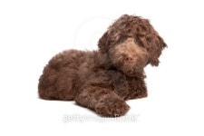 Labradoodle puppy 이미지 (162287726) - 게티이미지뱅크 Labradoodle puppy