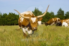 Longhorn Cattle Grazing in a Sunny Pasture 이미지 (97122900) - 게티이미지뱅크 Longhorn Cattle Grazing in a Sunny Pasture