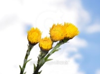 Coltsfoot (Tussilago farfara) 이미지 (104108131) - 게티이미지뱅크 Coltsfoot (Tussilago farfara)