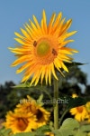 Sunflower 이미지 (146886641) - 게티이미지뱅크 Sunflower