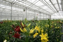 Colored lilies in the greenhouse 이미지 (147711673) - 게티이미지뱅크 Colored lilies in the greenhouse