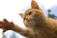 Give me a paw... 이미지 (147058653) - 게티이미지뱅크 Give me a paw...