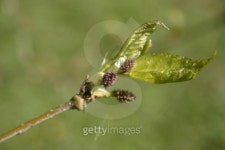 New Growth on Mulberry Bush 이미지 (106405836) - 게티이미지뱅크 New Growth on Mulberry Bush