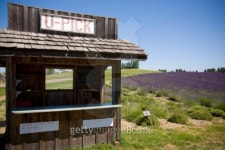 Lavender Farm 이미지 (96807383) - 게티이미지뱅크 Lavender Farm