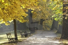 Lazienki Park in the Fall 이미지 (152160948) - 게티이미지뱅크 Lazienki Park in the Fall