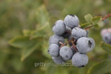 Blueberries 이미지 (152178338) - 게티이미지뱅크 Blueberries
