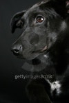 Mixed Breed Puppy 이미지 (147066093) - 게티이미지뱅크 Mixed Breed Puppy
