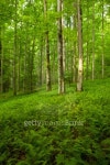 Ferns & Forest, Pink Beds Area, Pisgah NF, NC 이미지 (104286244) - 게티이미지뱅크 Ferns & Forest, Pink Beds Area, Pisgah NF, NC