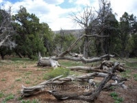 Dry trees in Black canyon 이미지 (148221393) - 게티이미지뱅크 Dry trees in Black canyon
