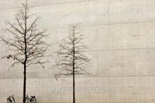 Two winter trees and bikes against a plain grey wall 이미지 (147704547) - 게티이미지뱅크 Two winter trees and bikes against a... 