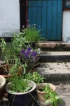 Flowers and herbs in backyard of old farmhouse 이미지 (182867207) - 게티이미지뱅크 Flowers and herbs in backyard of old farmhouse