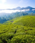 Tea cultivation 이미지 (122894054) - 게티이미지뱅크 Tea cultivation