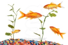Goldfish Tank 이미지 (105762721) - 게티이미지뱅크 Goldfish Tank