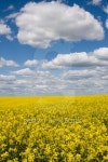 Rape field 이미지 (119468265) - 게티이미지뱅크 Rape field