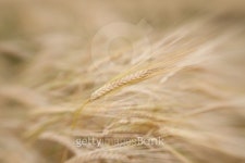 Wheat close-up 이미지 (152138376) - 게티이미지뱅크 Wheat close-up