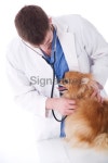 Veterinarian with a Healthy Pomeranian Dog 이미지 (182497933) - 게티이미지뱅크 Veterinarian with a Healthy Pomeranian Dog