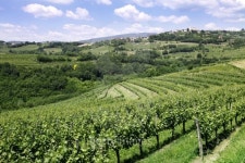 Vineyard Landscape 이미지 (146813108) - 게티이미지뱅크 Vineyard Landscape